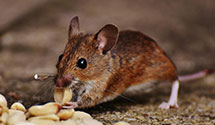 24 Hour & Emergency Exterminators in Navy Sup Dpt, PA